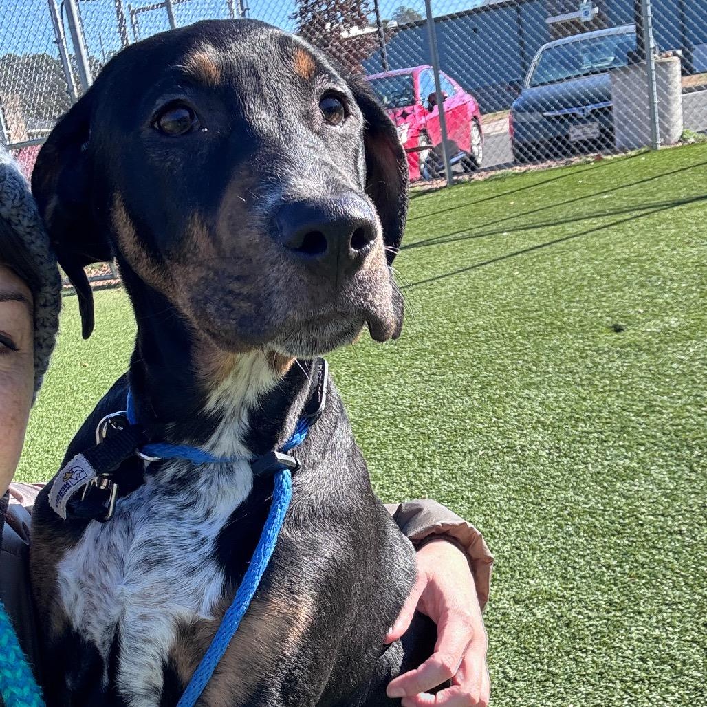 Nickel, a Adoptable mixed breed in Chattanooga, TN image 3/6