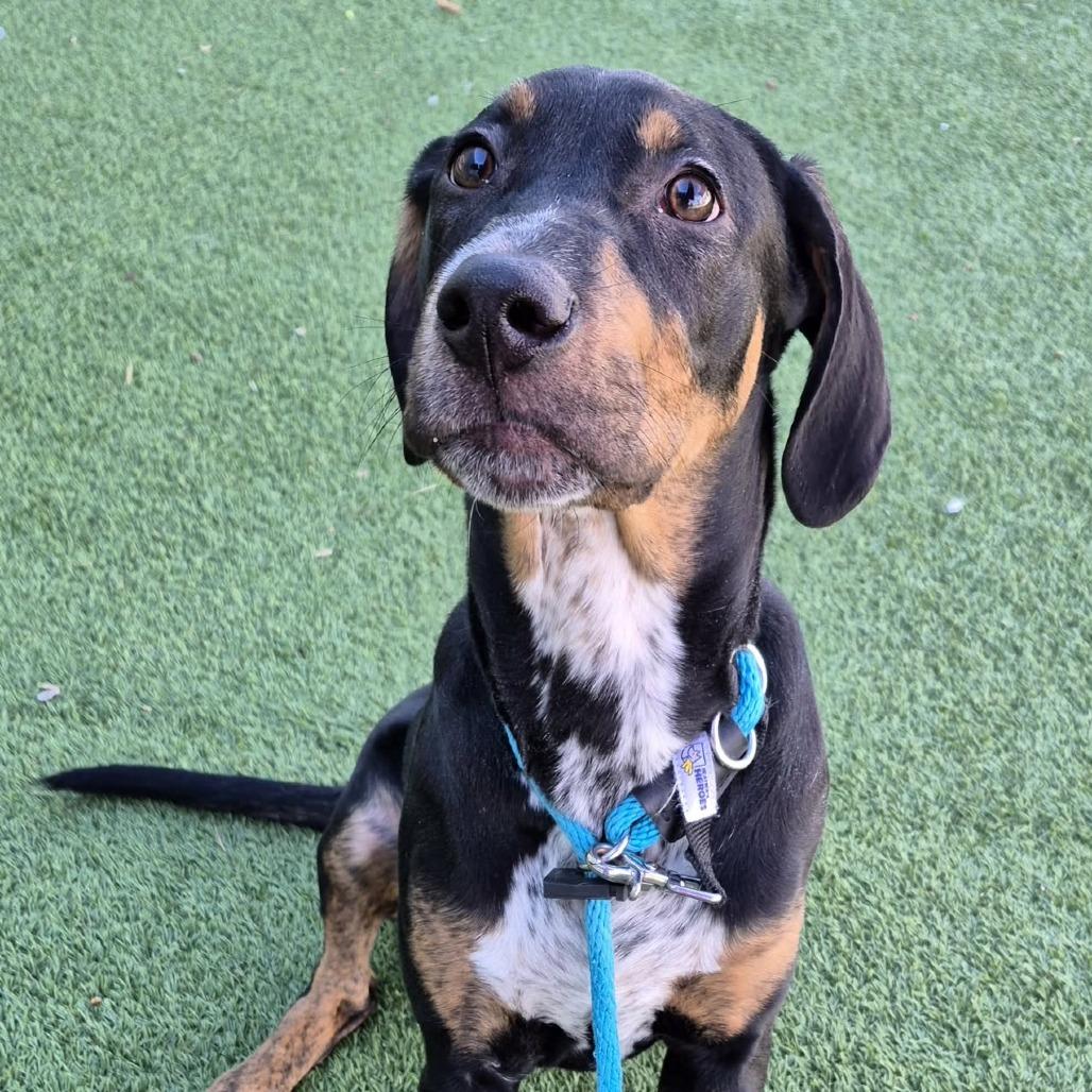 Nickel, a Adoptable mixed breed in Chattanooga, TN image 4/6