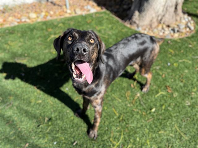 HEATH, Adoptable, Adult Female Plott Hound & Mixed Breed.
