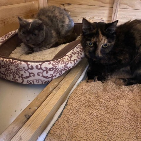 Juno, Senior Female Domestic Short Hair