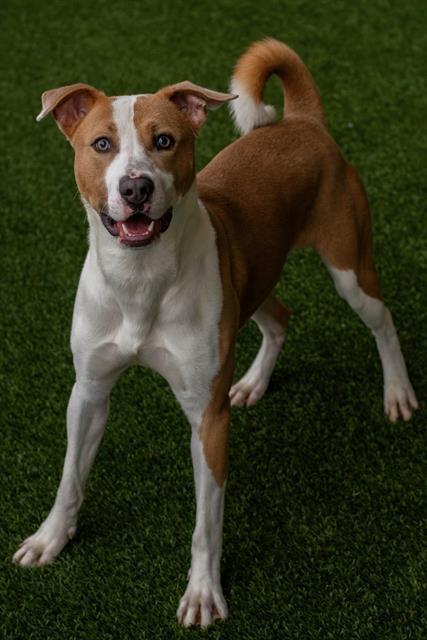 Enlarge MATT, a Adoptable mixed breed in Baytown, TX image 1/1
