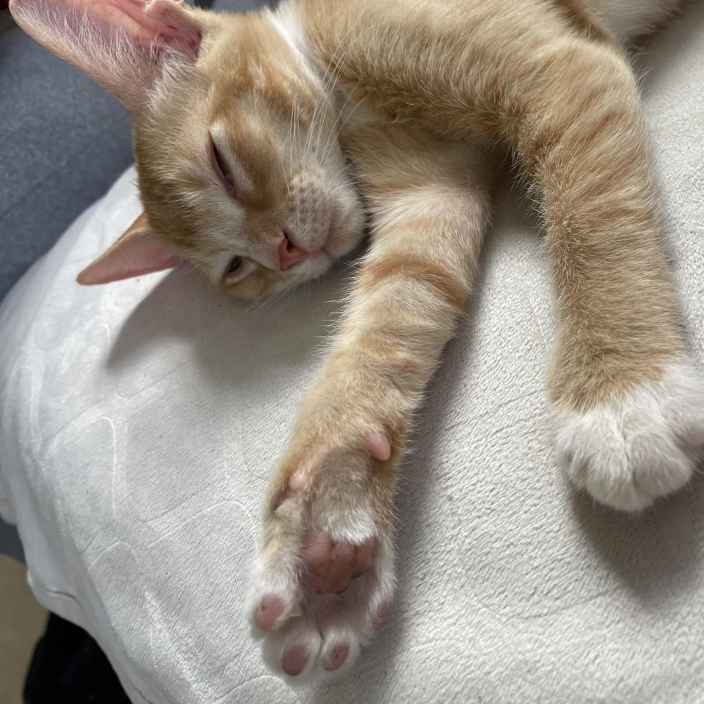 Archie, Adopted, Kitten Male Domestic Short Hair.