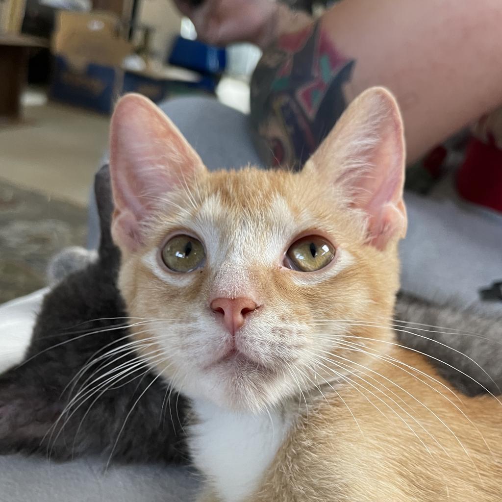 Archie, a Adopted Domestic Short Hair in Hollywood, FL image 2/4