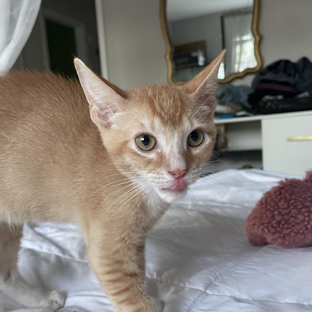 Archie, a Adopted Domestic Short Hair in Hollywood, FL image 3/4