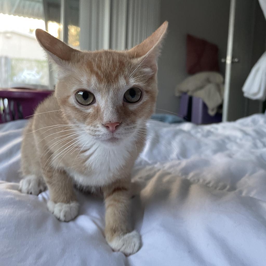 Archie, a Adopted Domestic Short Hair in Hollywood, FL image 4/4