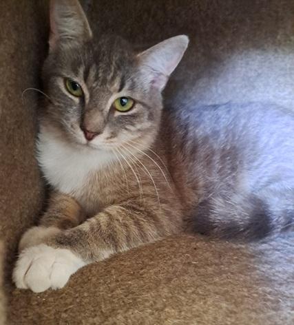 Enlarge Rowan, a Adoptable Domestic Short Hair in Manning, SC image 1/1