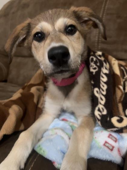 Paisley, Adoptable, Puppy Female German Shepherd Dog & Great Pyrenees.