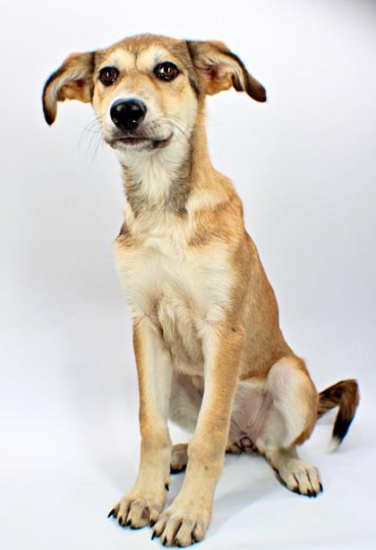 Enlarge Paisley, a Adoptable mixed breed in Morton Grove, IL image 2/2