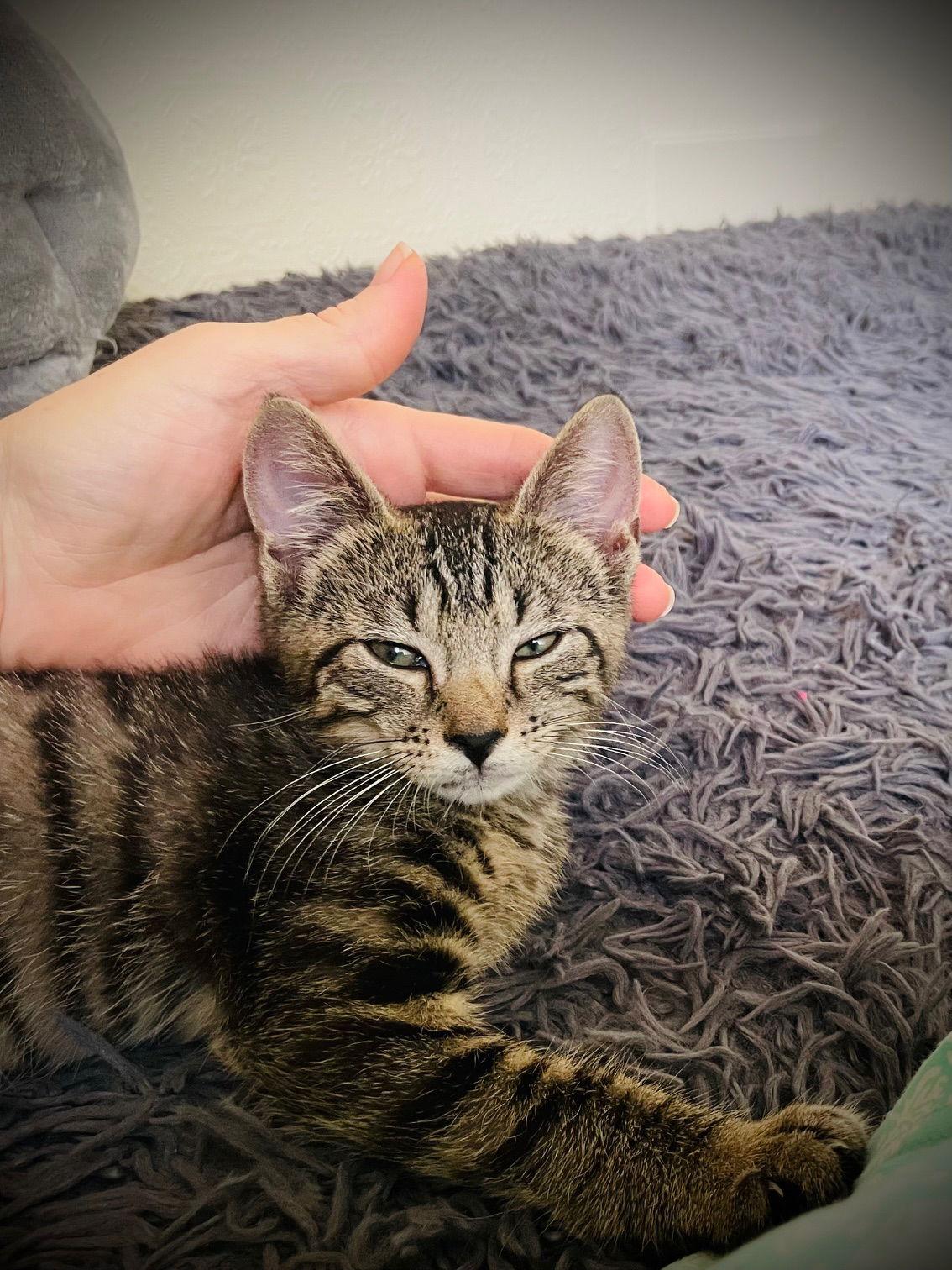 Enlarge Tim-Tam, a Adopted Tabby in Crompond, NY image 1/3