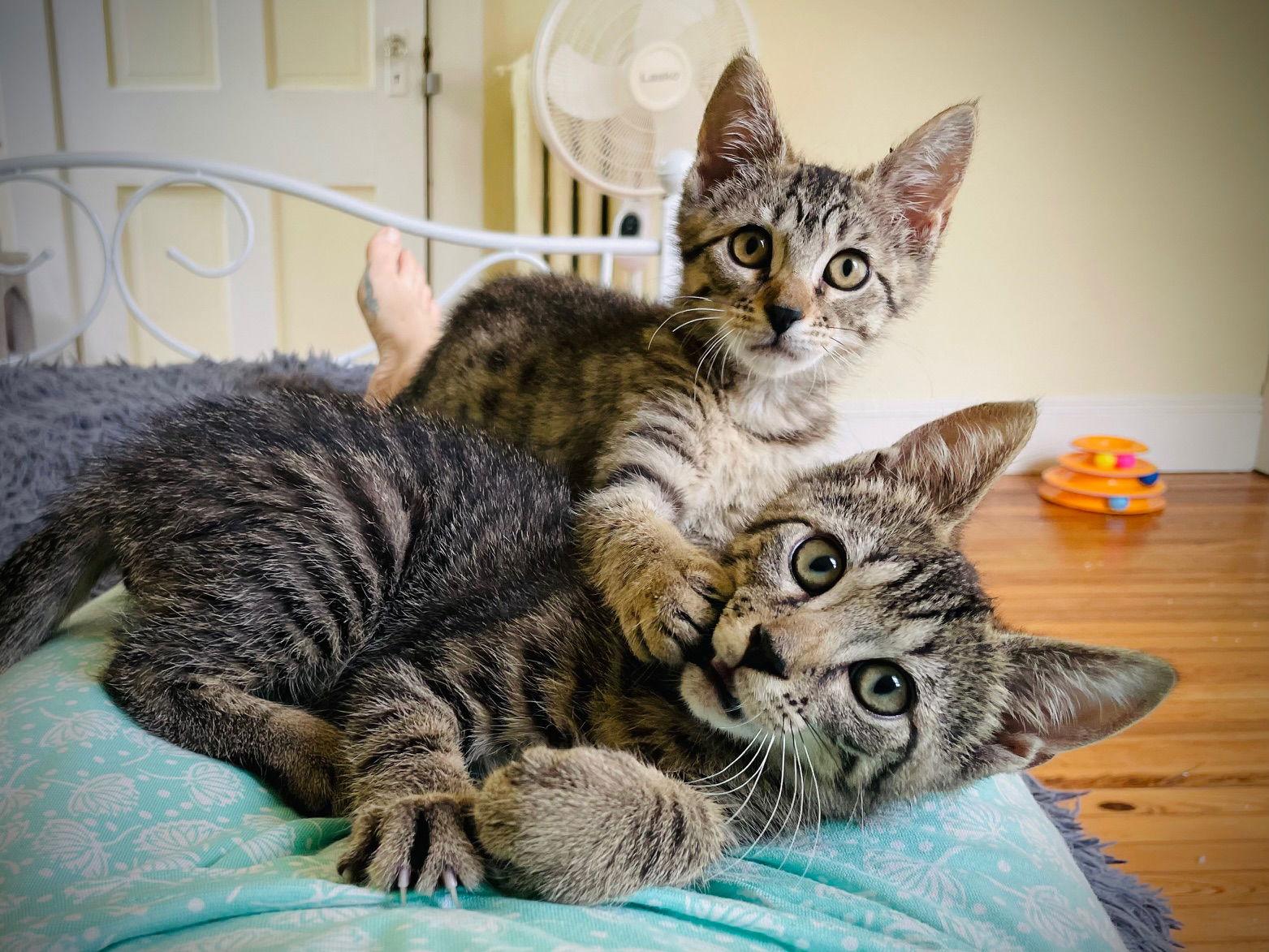 Enlarge Tim-Tam, a Adopted Tabby in Crompond, NY image 2/3