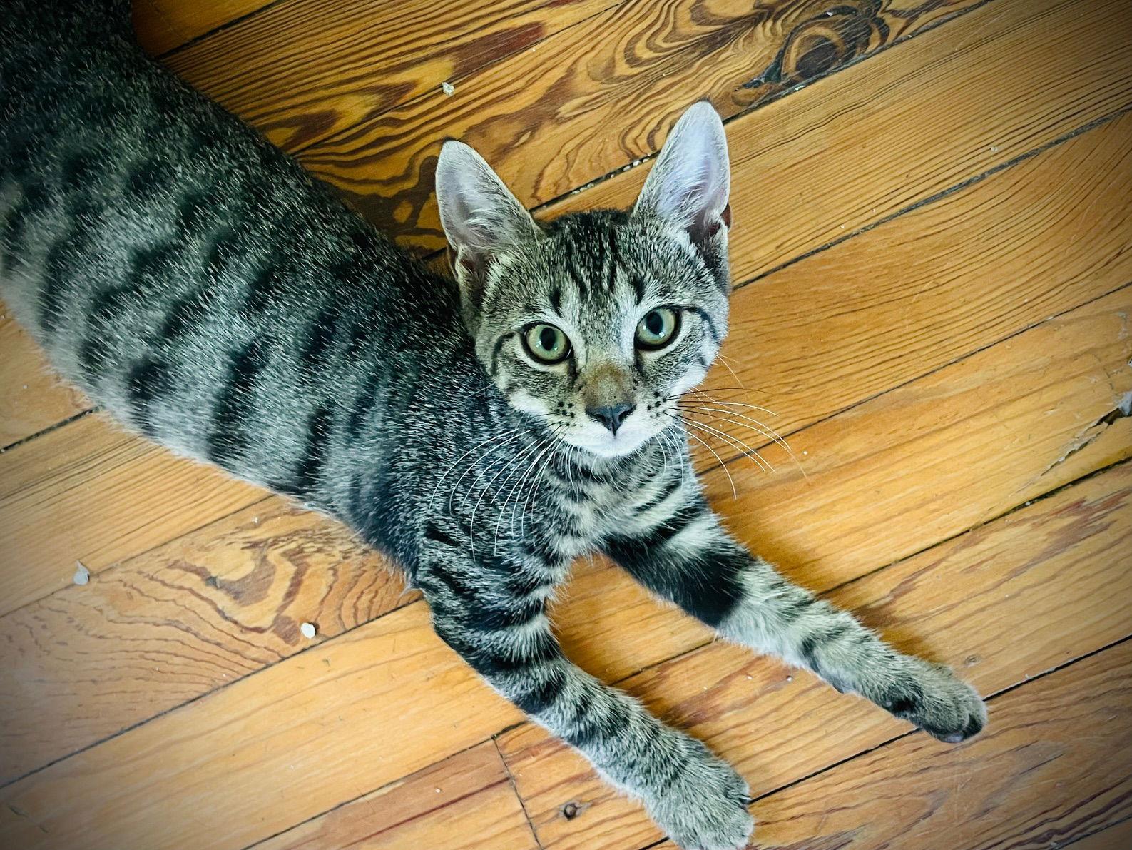 Enlarge Tim-Tam, a Adopted Tabby in Crompond, NY image 3/3