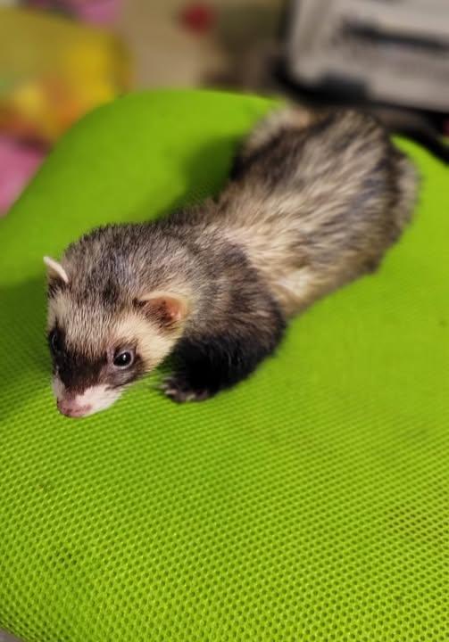 Enlarge Rosie, an adopted Ferret in Acworth, GA image 1/1