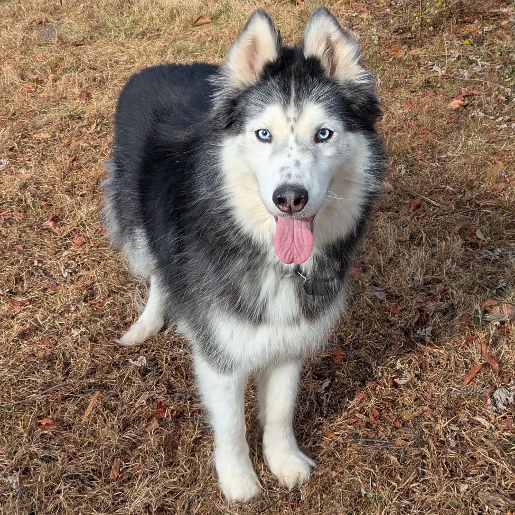 Beowulf, Adoptable, Senior Male Husky.