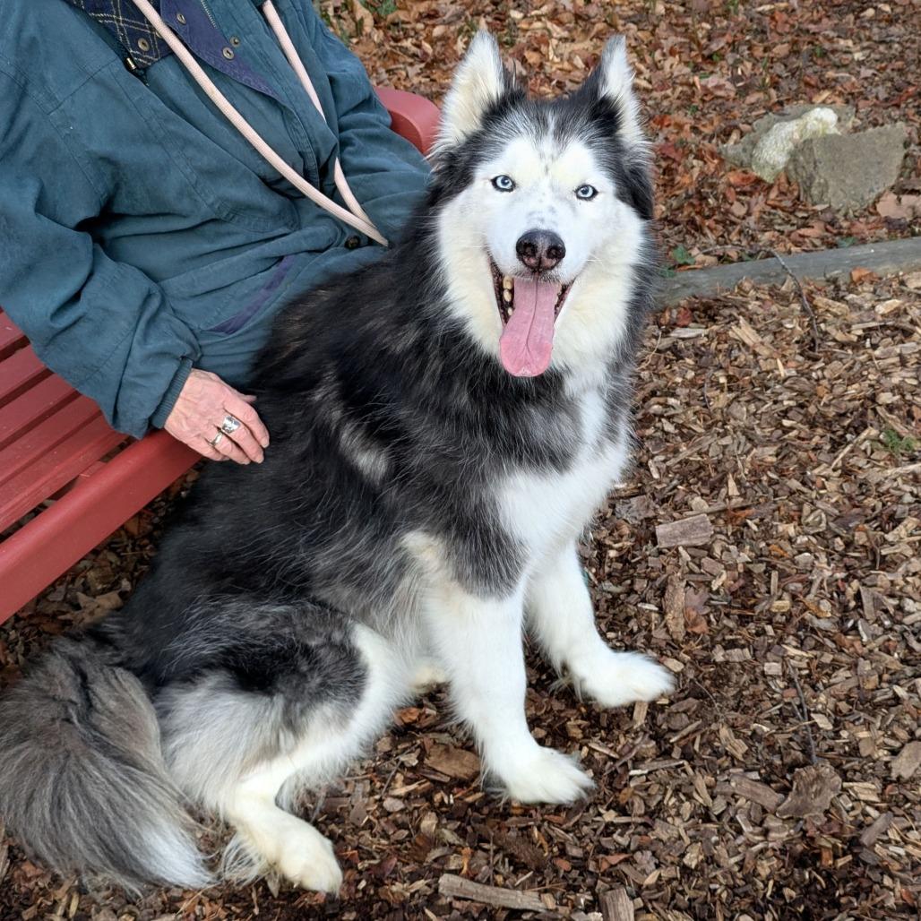 Enlarge Beowulf, a Adoptable Husky in Charlottesville, VA image 2/4