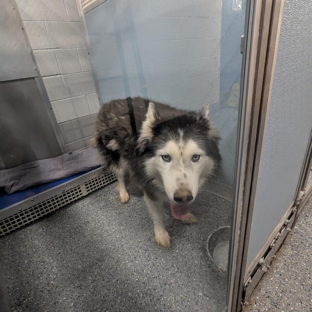 Enlarge Beowulf, a Adoptable Husky in Charlottesville, VA image 3/4