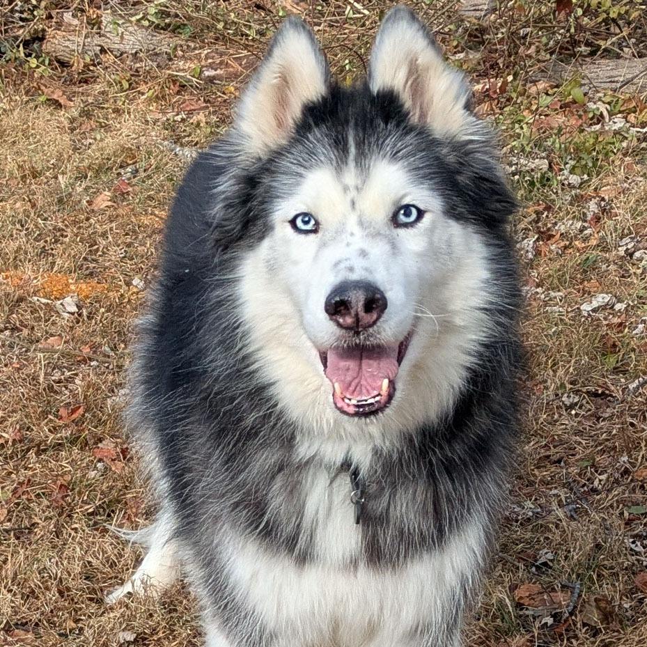 Enlarge Beowulf, a Adoptable Husky in Charlottesville, VA image 4/4