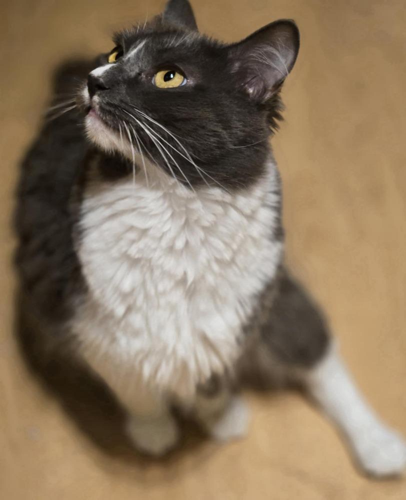 Enlarge Chestnut, a Adoptable Domestic Short Hair in Salinas, CA image 1/6
