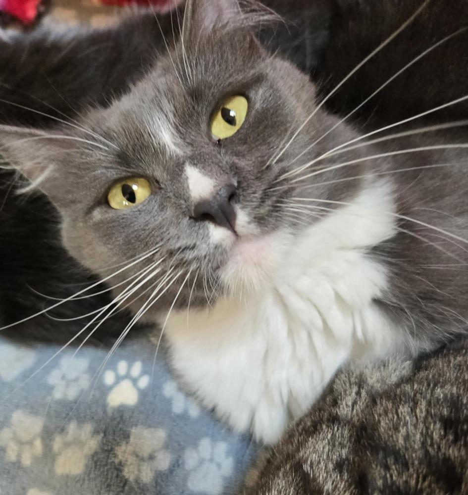 Enlarge Chestnut, a Adoptable Domestic Short Hair in Salinas, CA image 2/6