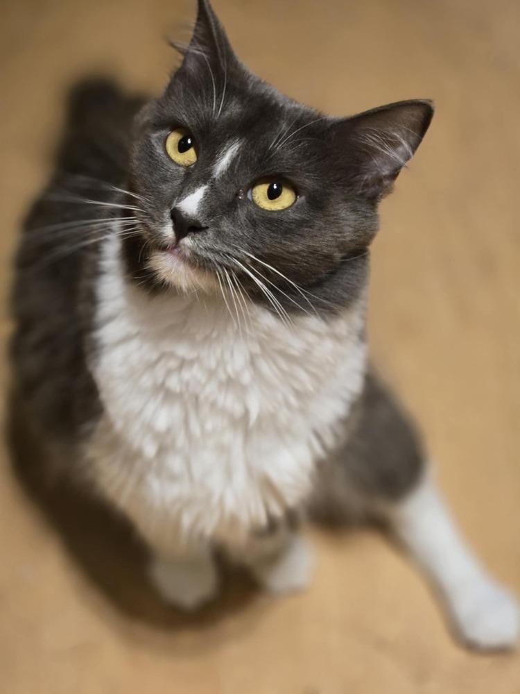 Enlarge Chestnut, a Adoptable Domestic Short Hair in Salinas, CA image 3/6