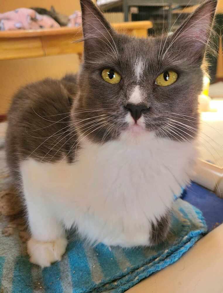 Enlarge Chestnut, a Adoptable Domestic Short Hair in Salinas, CA image 4/6