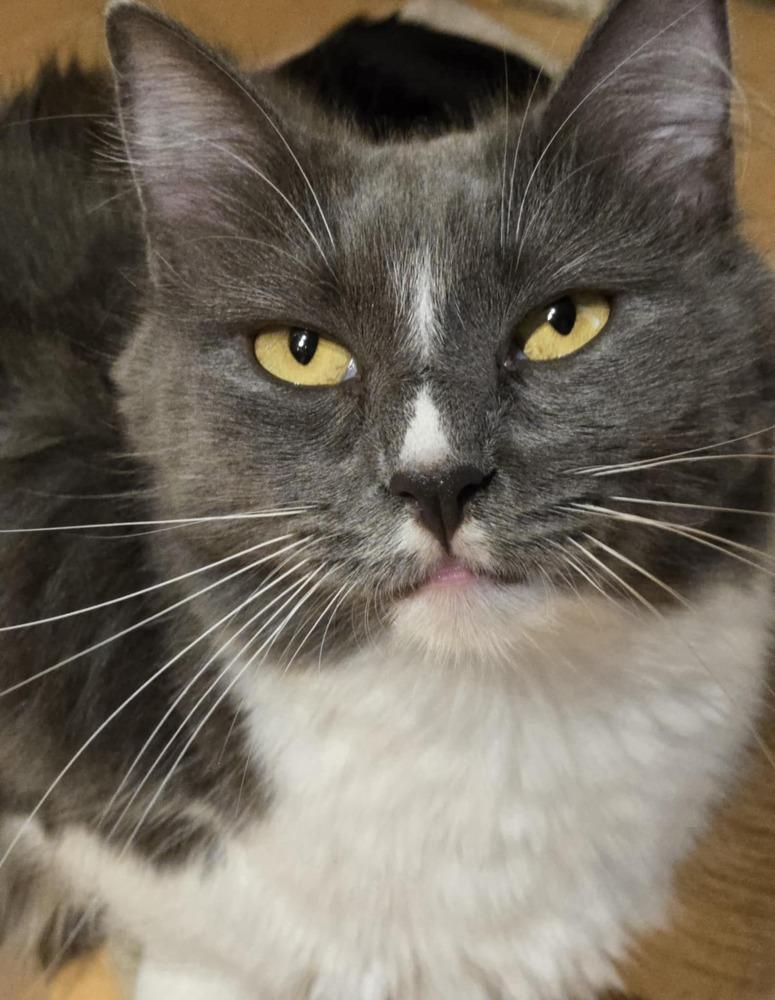 Enlarge Chestnut, a Adoptable Domestic Short Hair in Salinas, CA image 5/6
