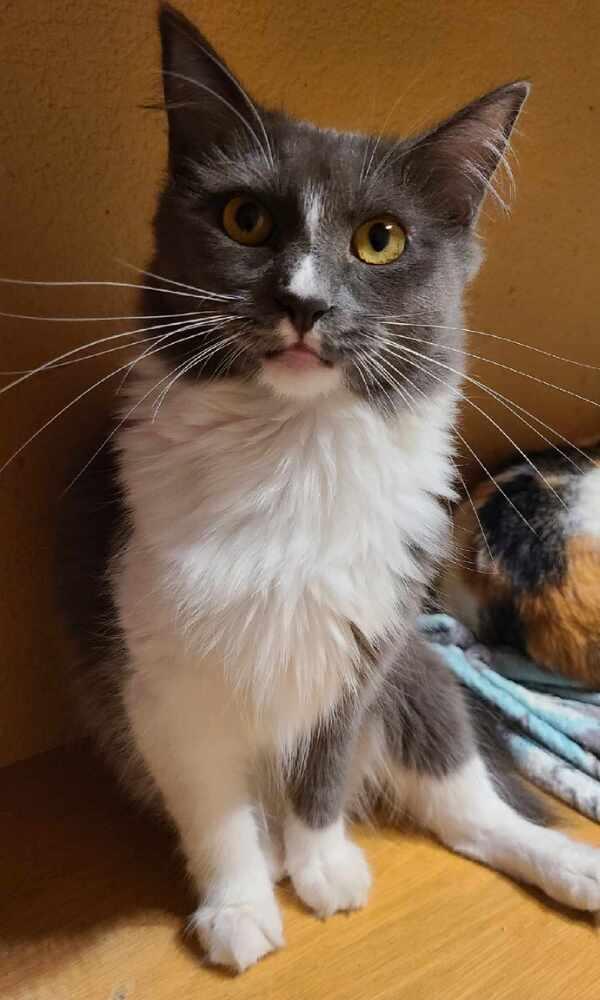 Enlarge Chestnut, a Adoptable Domestic Short Hair in Salinas, CA image 6/6