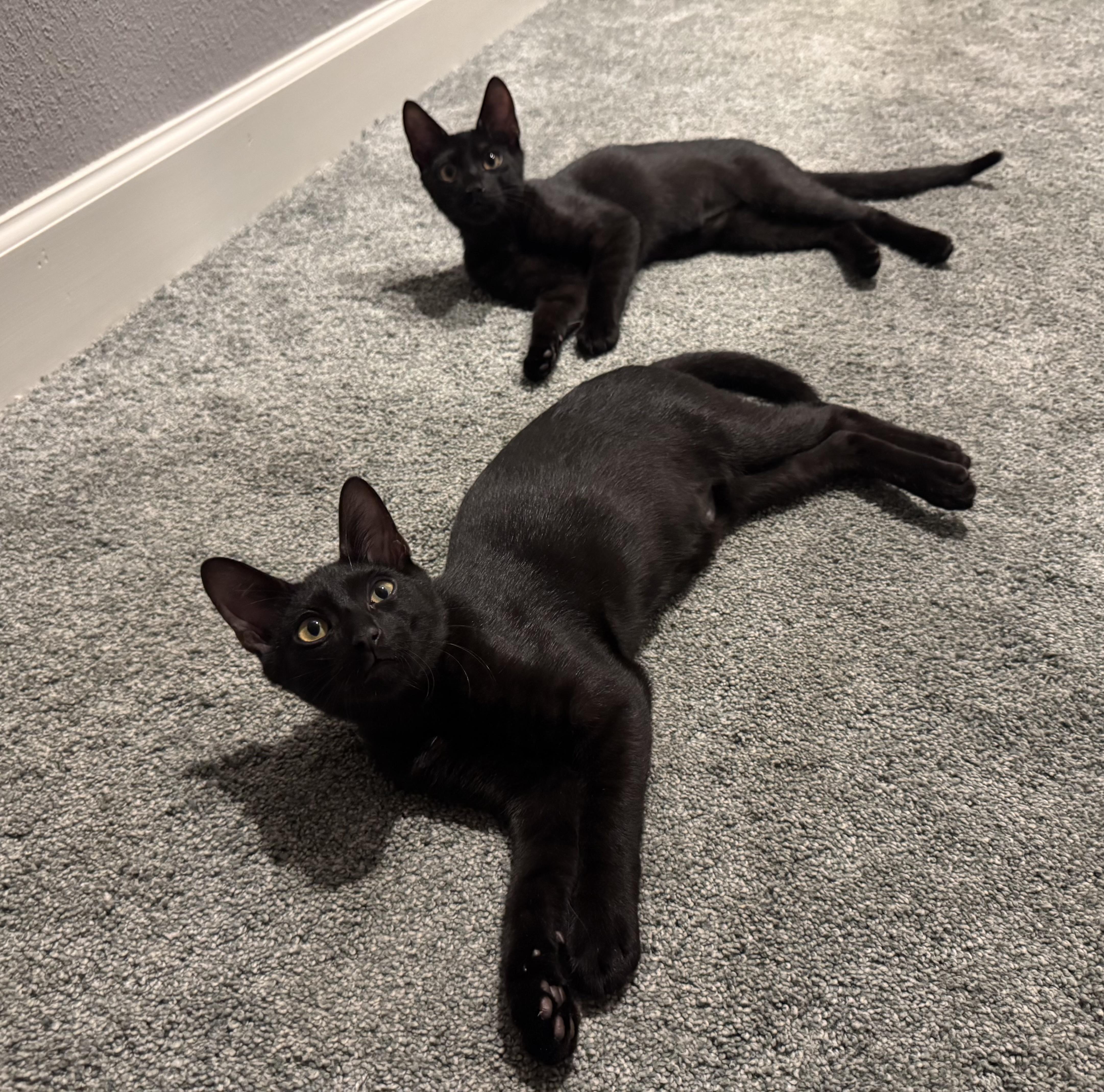 Thing 1 & Thing 2, Adoptable, Young Male Domestic Short Hair.