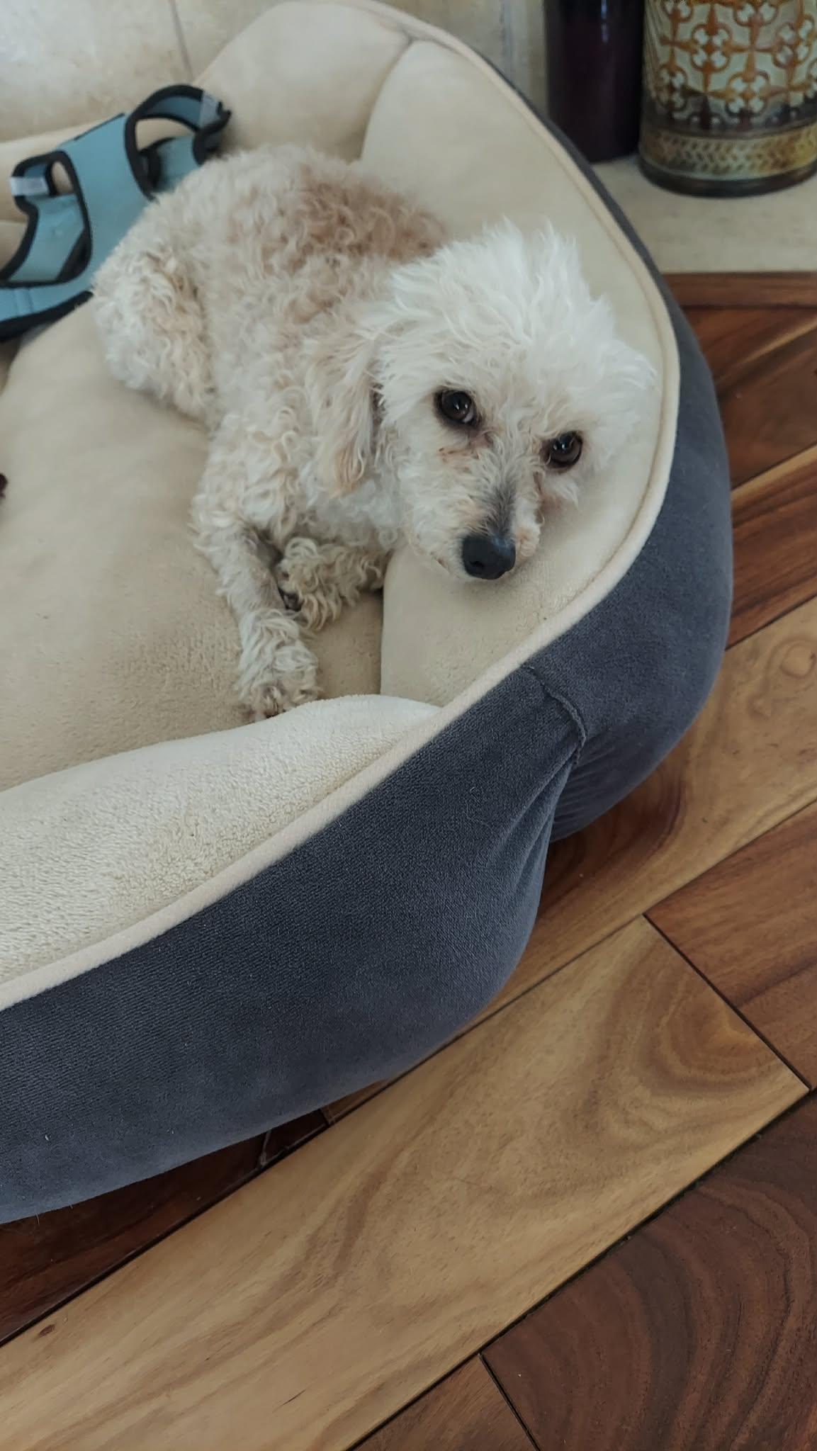 Enlarge Sidney , an adopted Miniature Poodle in Carr, CO image 3/3