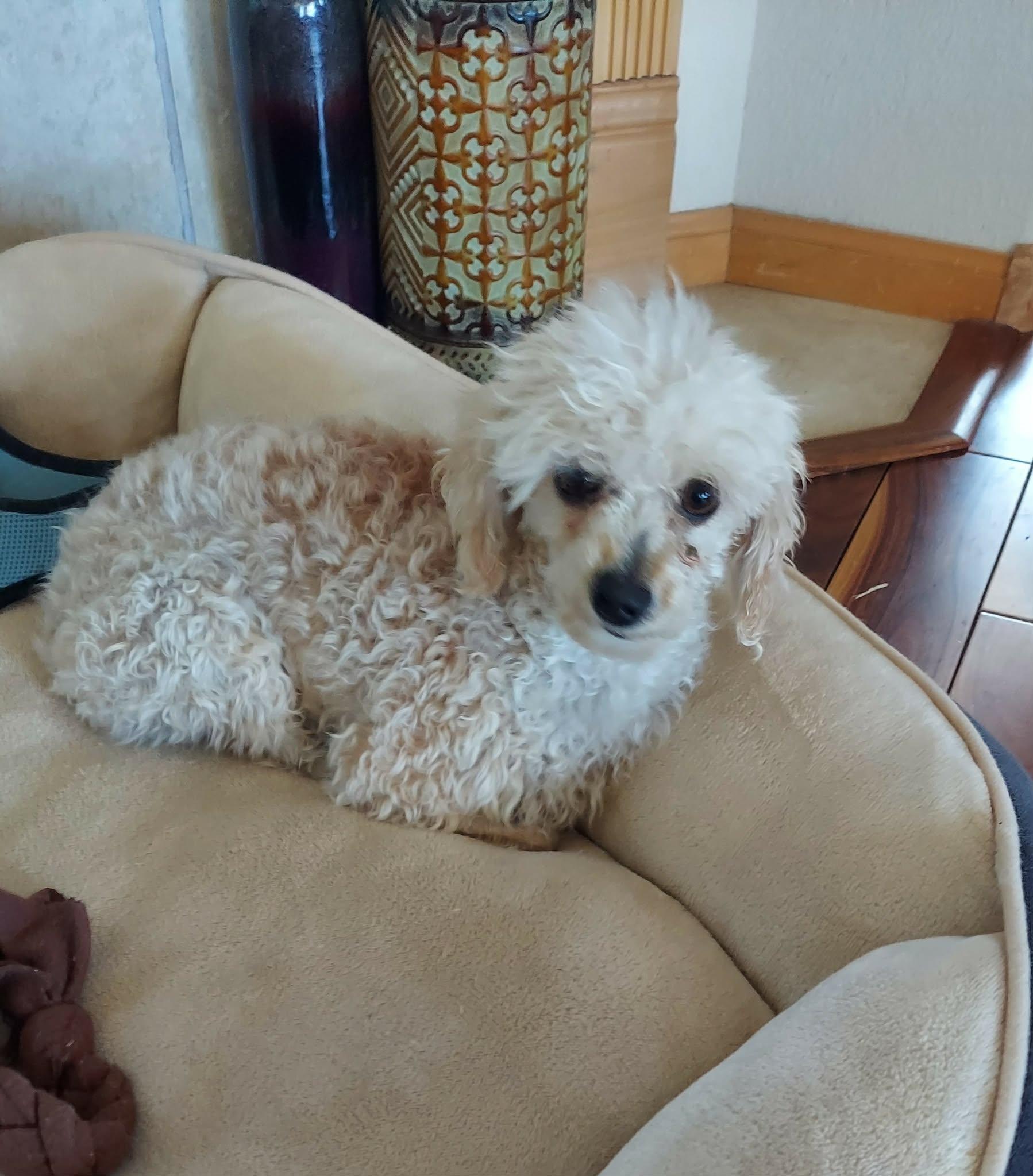 Enlarge Sidney , an adopted Miniature Poodle in Carr, CO image 1/3