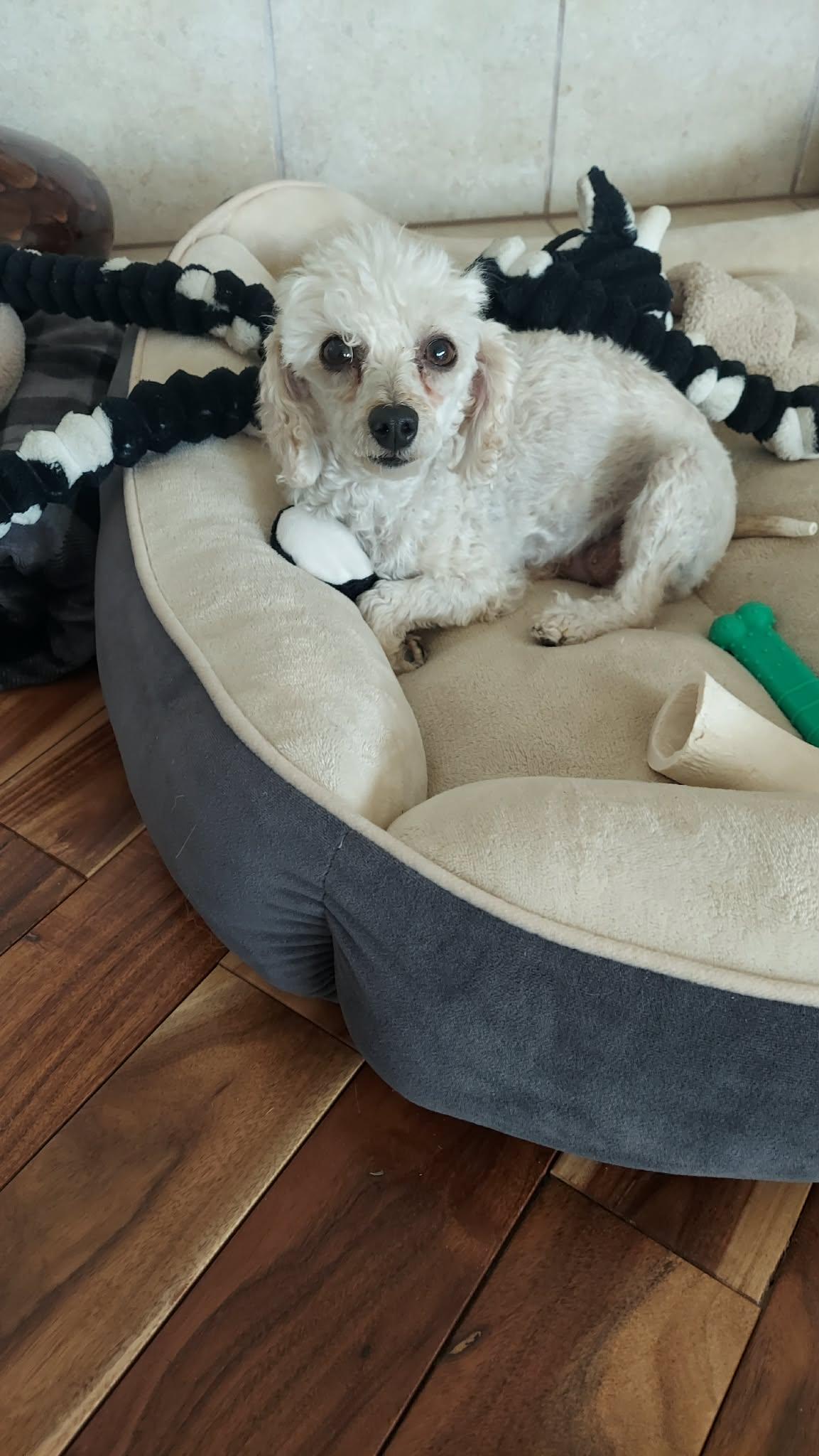 Enlarge Sidney , a ADOPTABLE Miniature Poodle in Carr, CO image 1/1