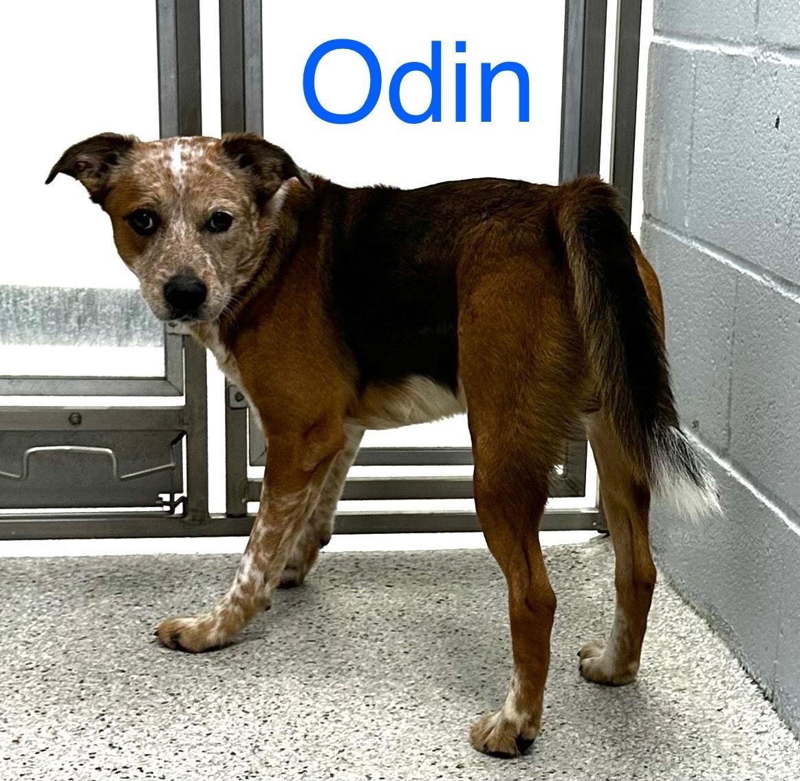 Odin, Adoptable, Adult Male Australian Cattle Dog / Blue Heeler.