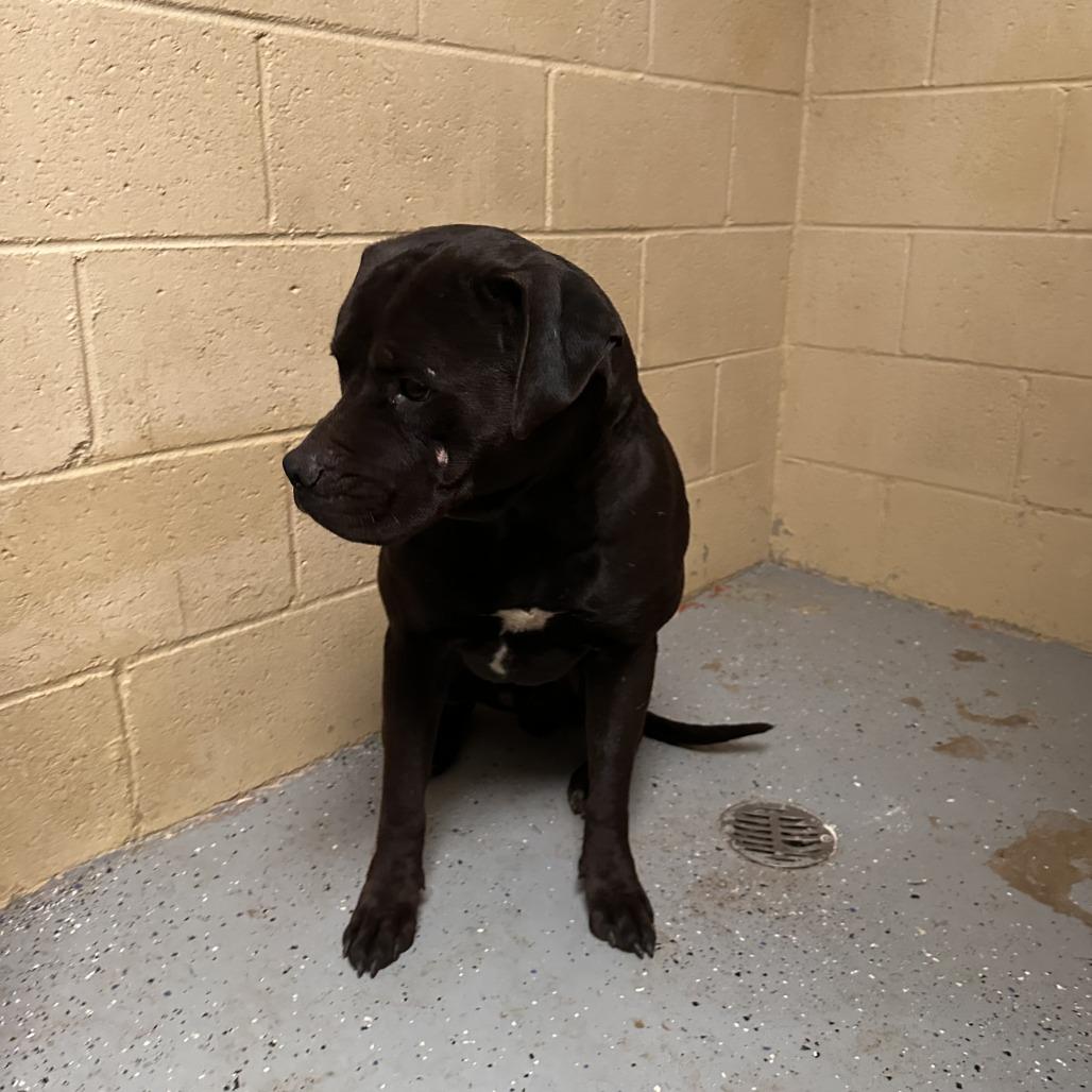 (CCSO) Shadow, Adoptable, Puppy Male Pit Bull Terrier.