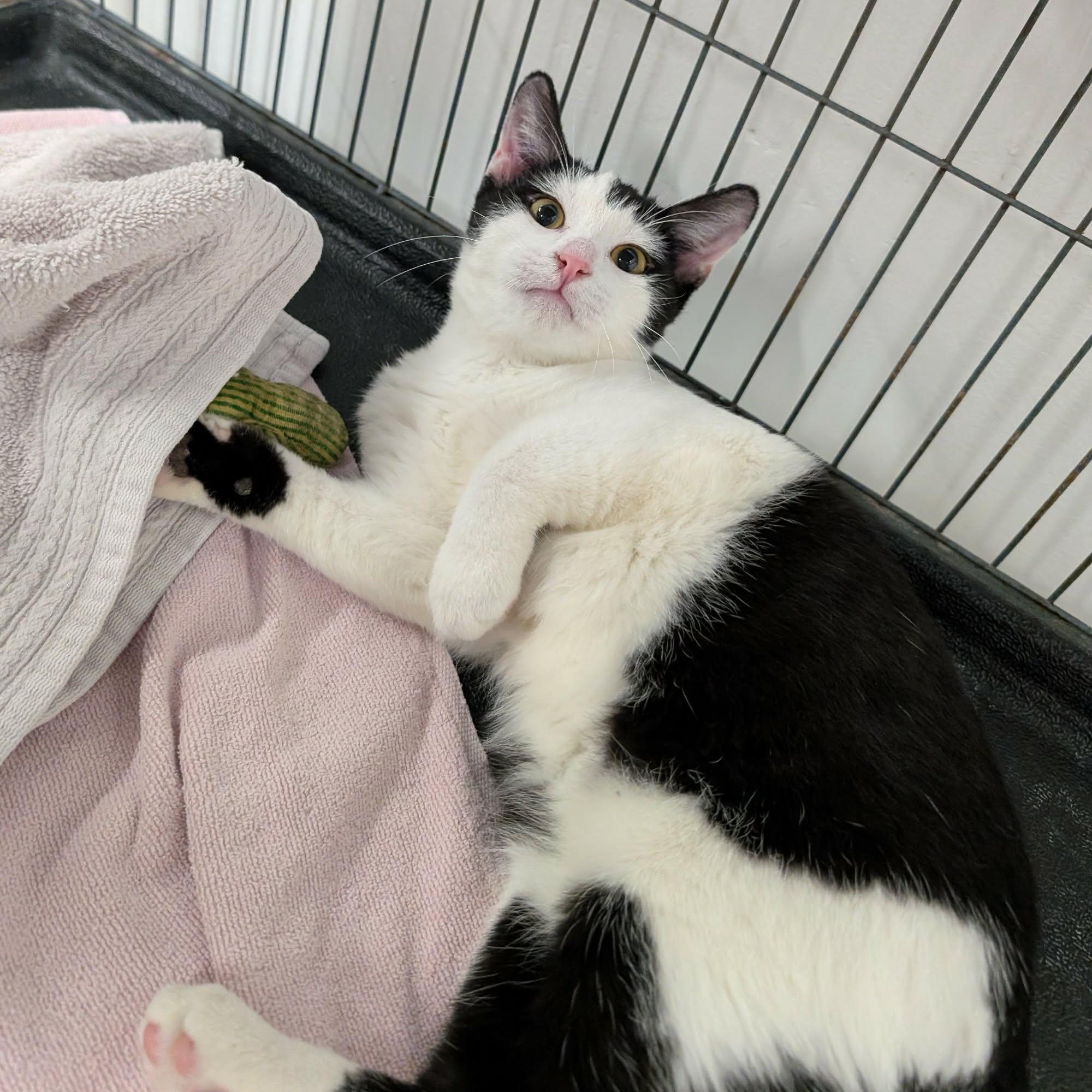 Domino, adopted, Kitten Male Domestic Short Hair.