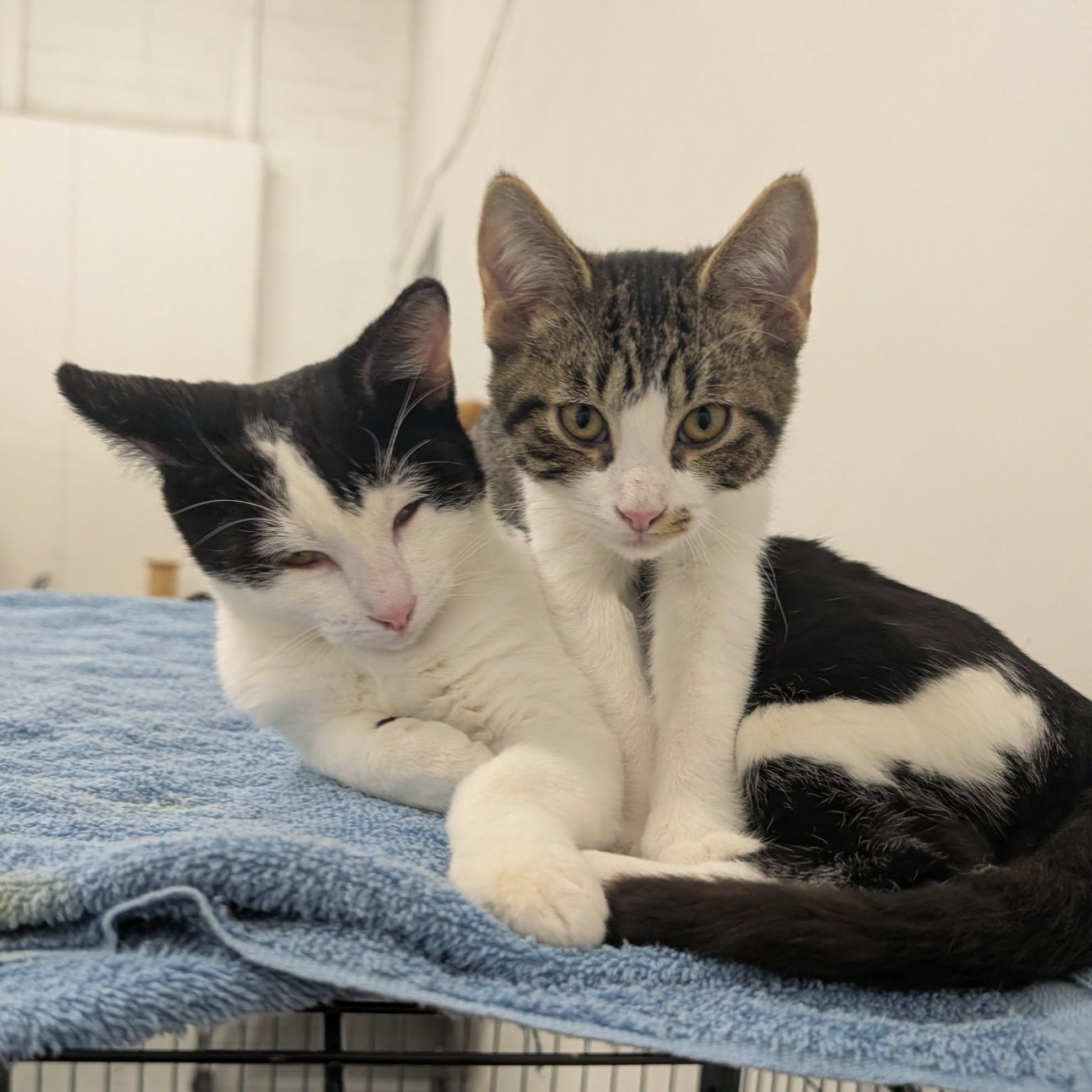 Domino, an adopted Domestic Short Hair in West Palm Beach, FL image 2/4