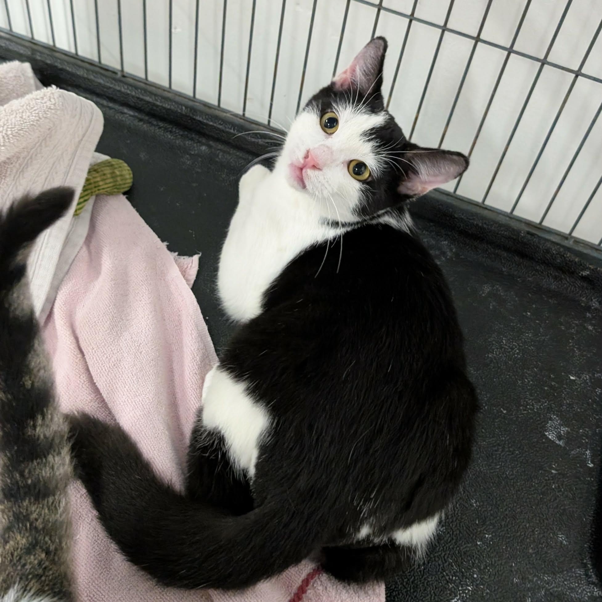 Domino, an adopted Domestic Short Hair in West Palm Beach, FL image 3/4