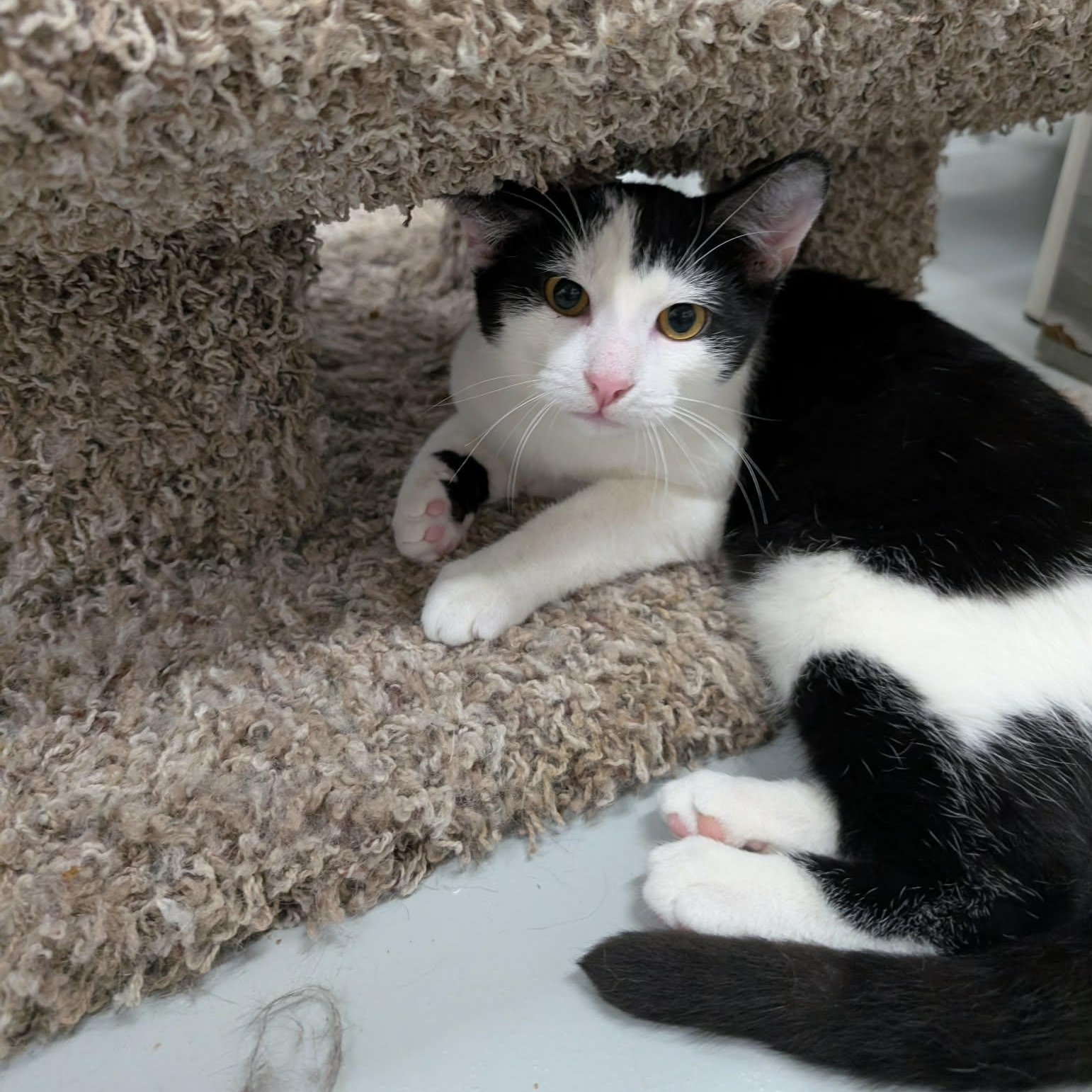 Domino, an adopted Domestic Short Hair in West Palm Beach, FL image 4/4