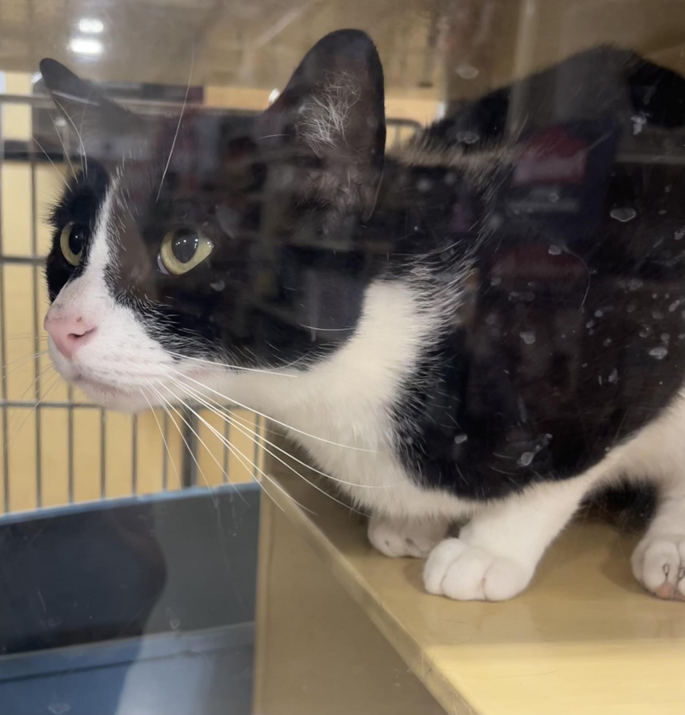 Bones, a ADOPTABLE Domestic Short Hair in Charlotte, NC image 2/4