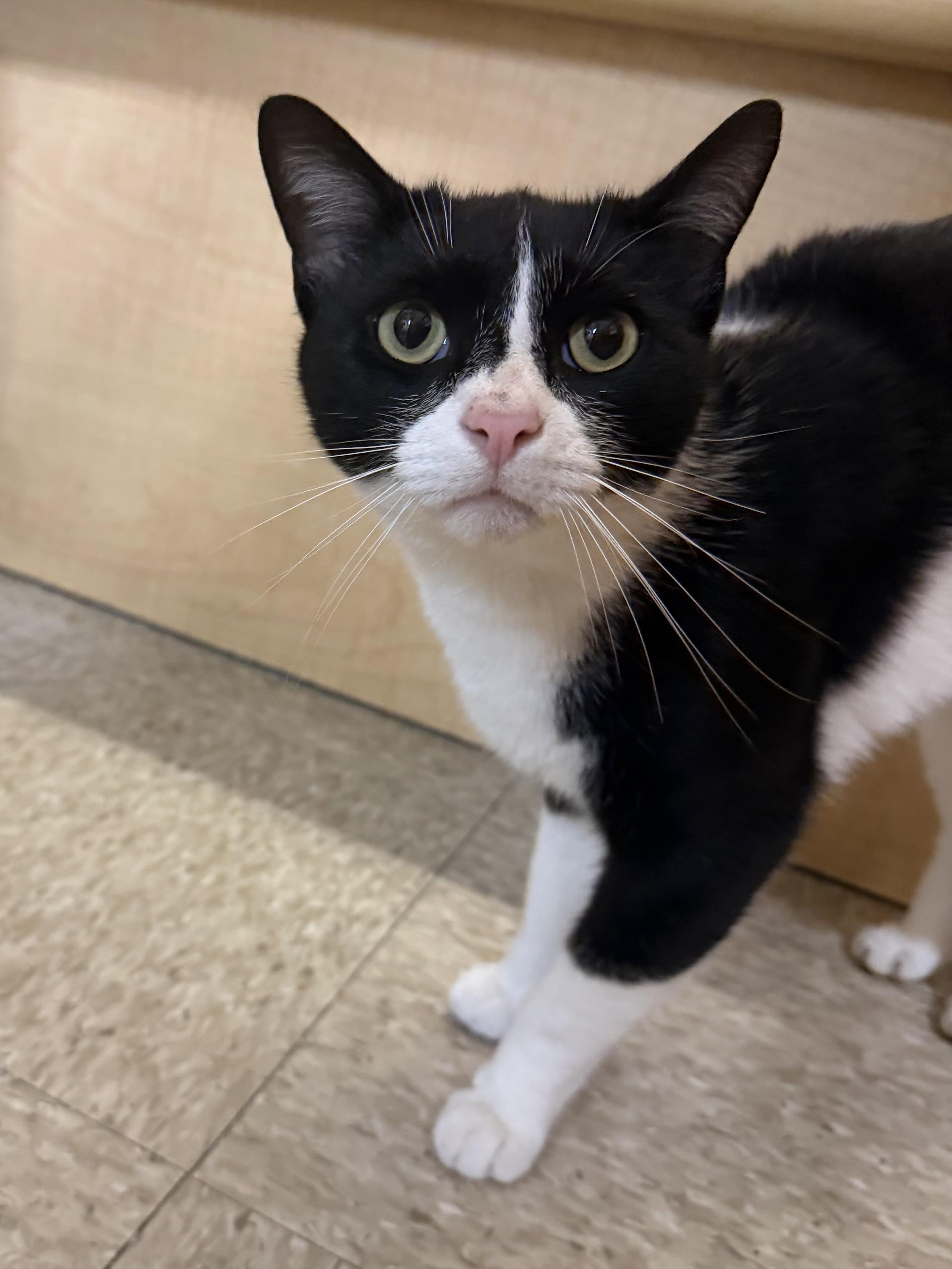 Bones, a ADOPTABLE Domestic Short Hair in Charlotte, NC image 1/4
