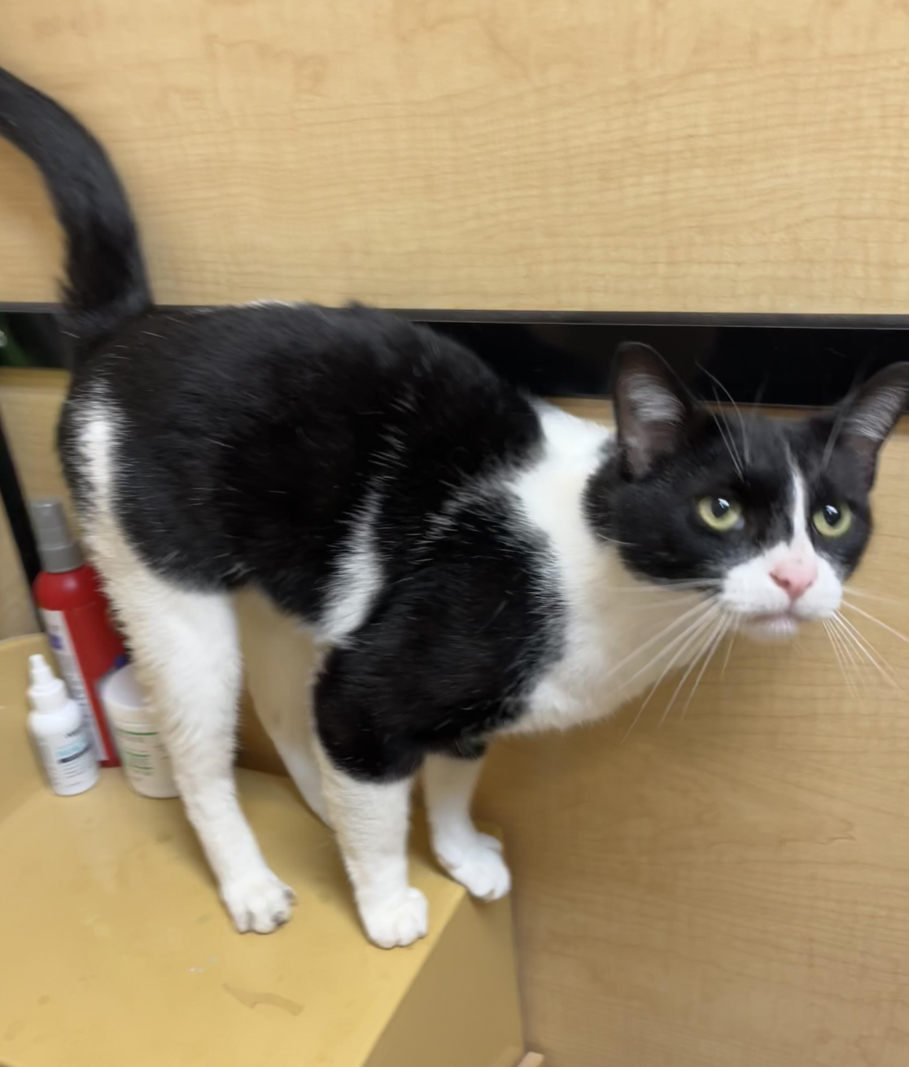 Bones, a ADOPTABLE Domestic Short Hair in Charlotte, NC image 3/4