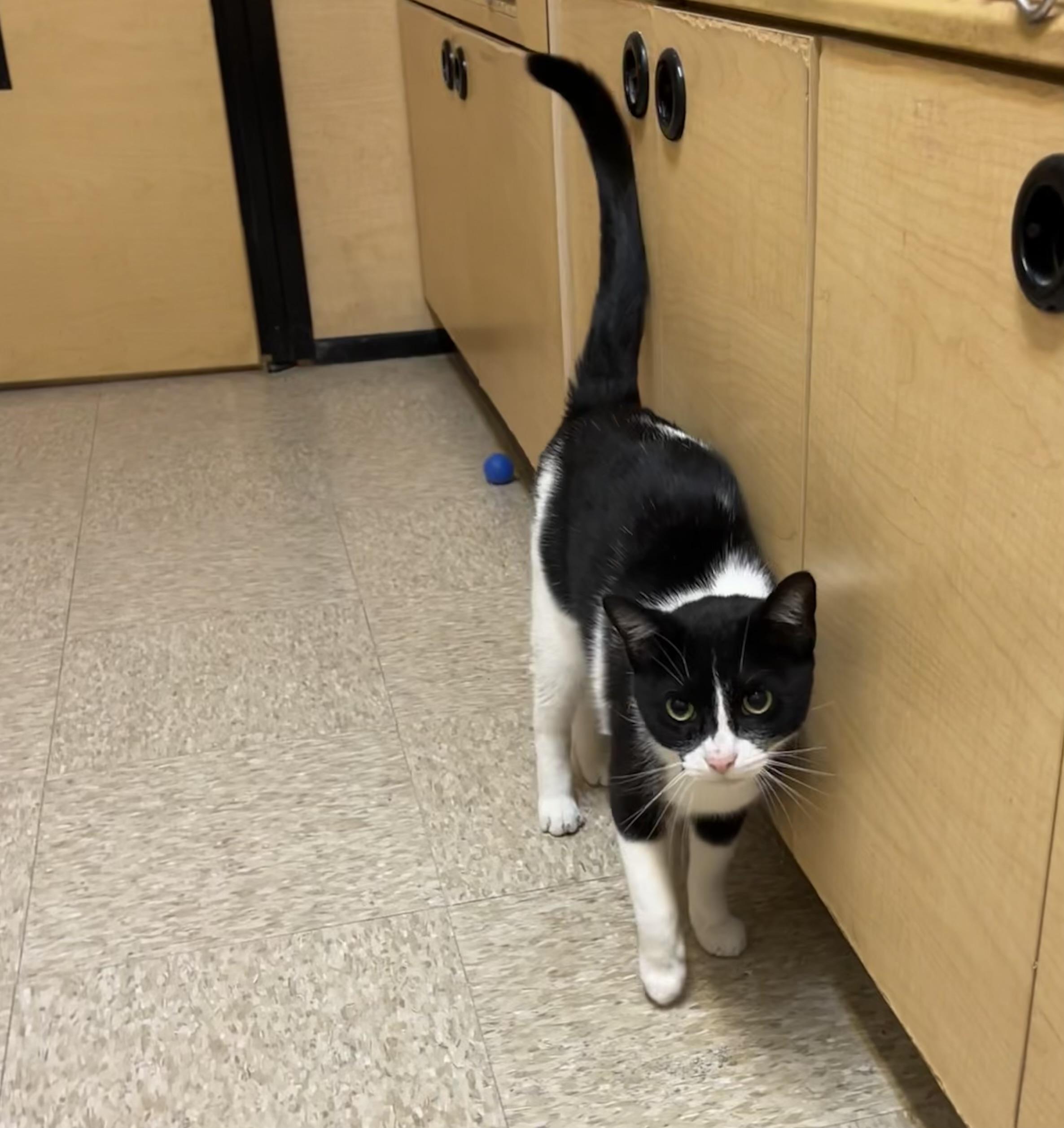 Bones, a ADOPTABLE Domestic Short Hair in Charlotte, NC image 4/4