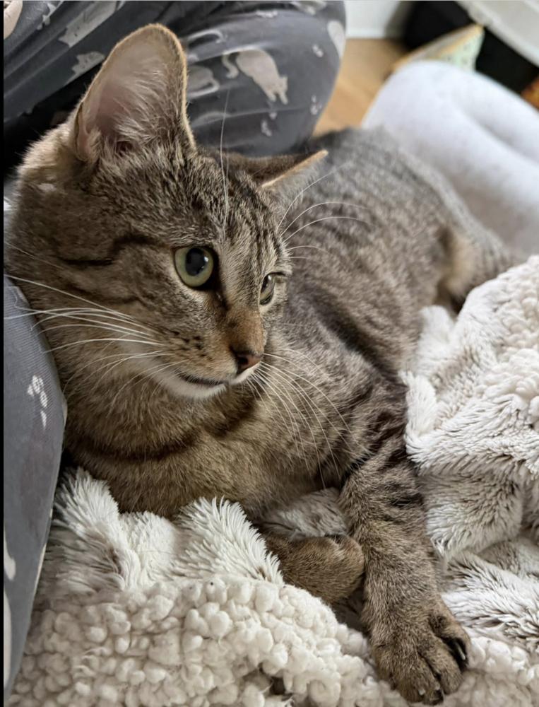 Olivia, a Adoptable mixed breed in Warren, CT image 4/6