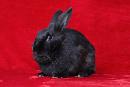 Enlarge Beauty, a Adoptable Bunny Rabbit in Scotts Valley, CA image 2/3