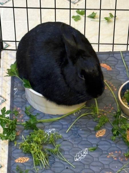 Enlarge Beauty, a Adoptable Bunny Rabbit in Scotts Valley, CA image 2/6