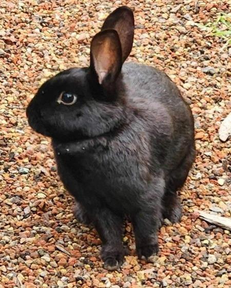 Beauty, Adoptable, Adult Female Bunny Rabbit.