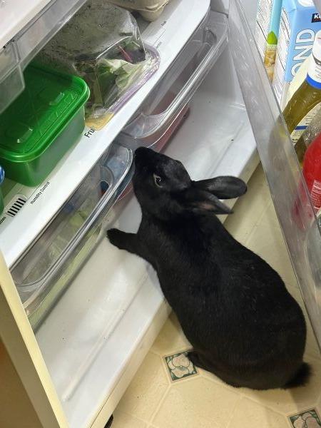 Enlarge Beauty, a Adoptable Bunny Rabbit in Scotts Valley, CA image 3/6