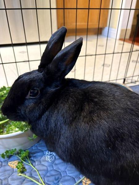 Enlarge Beauty, a Adoptable Bunny Rabbit in Scotts Valley, CA image 3/6