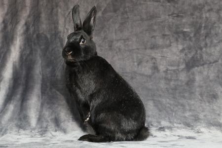 Enlarge Beauty, a Adoptable Bunny Rabbit in Scotts Valley, CA image 3/6