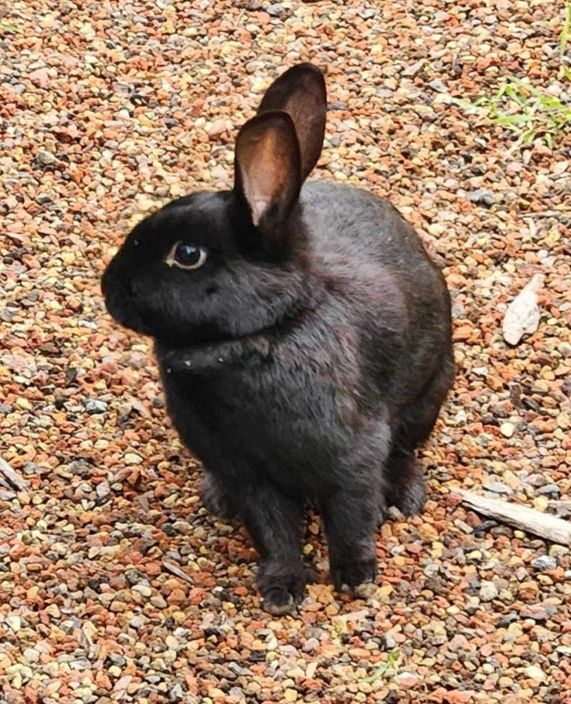 Beauty, a Adoptable Bunny Rabbit in Scotts Valley, CA image 3/3