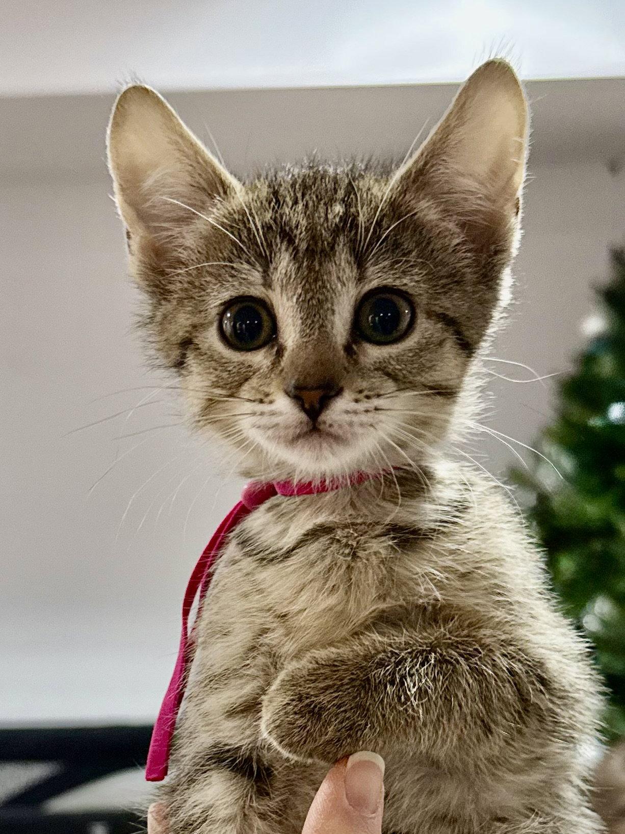 CAT - Fifi, a Adoptable mixed breed in GILBERTS, IL image 2/3