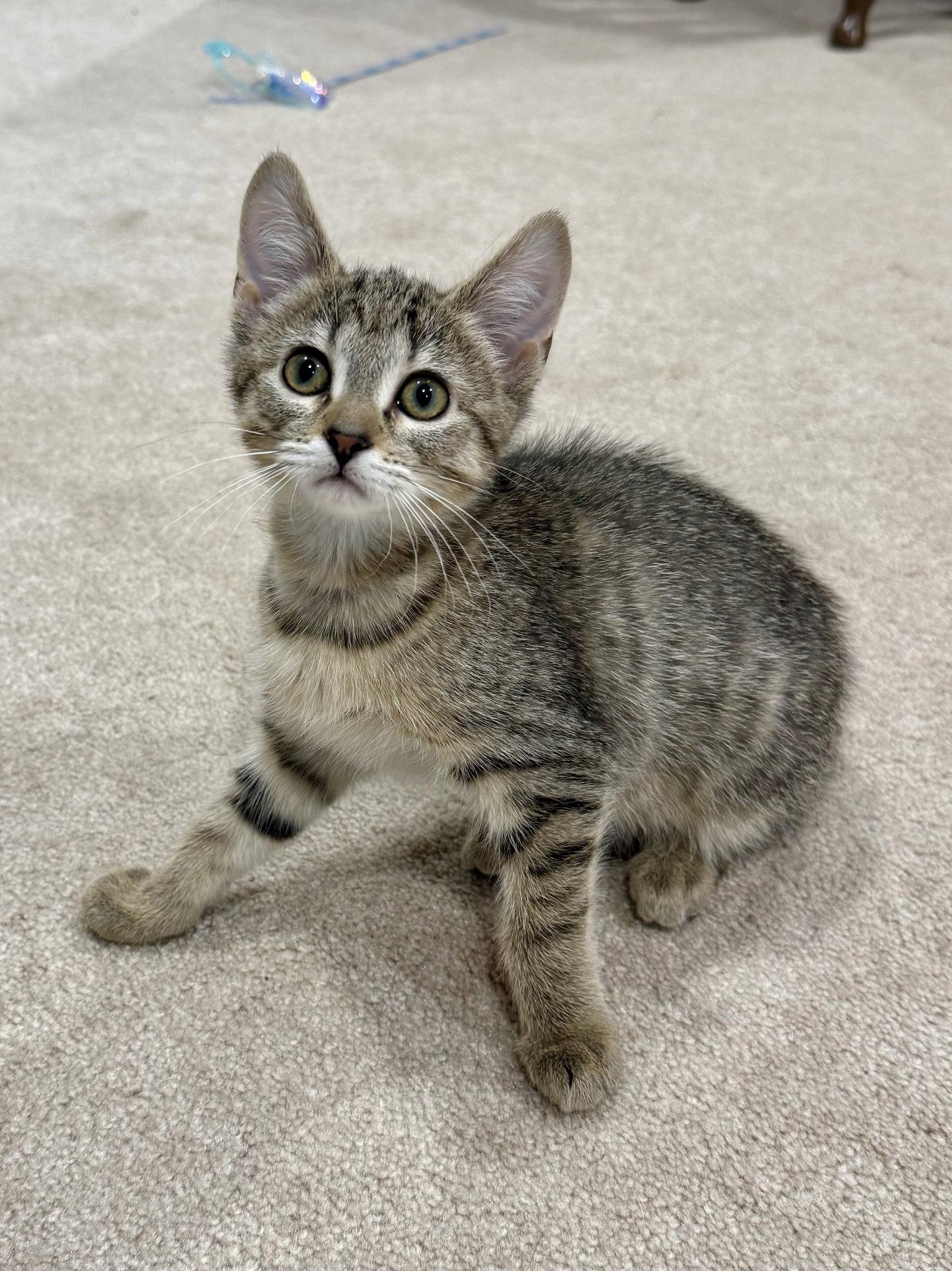 CAT - Fifi, a Adoptable mixed breed in GILBERTS, IL image 3/3
